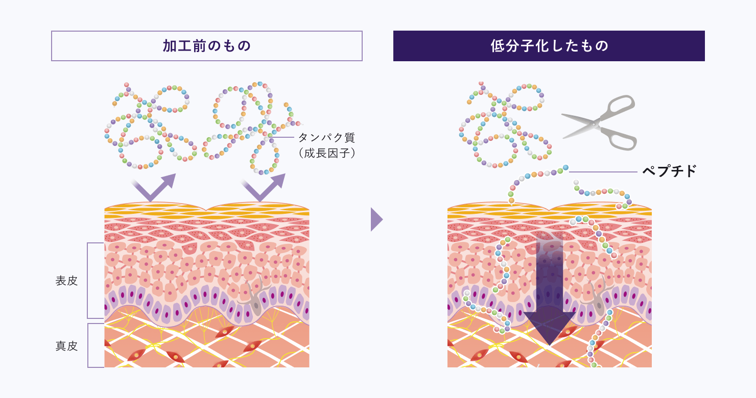 加工前のタンパク質（成長因子）は分子が大きく肌の表皮にとどまるが、酵素処理で低分子化しペプチドにすることで、表皮から真皮へと浸透しやすくなる。