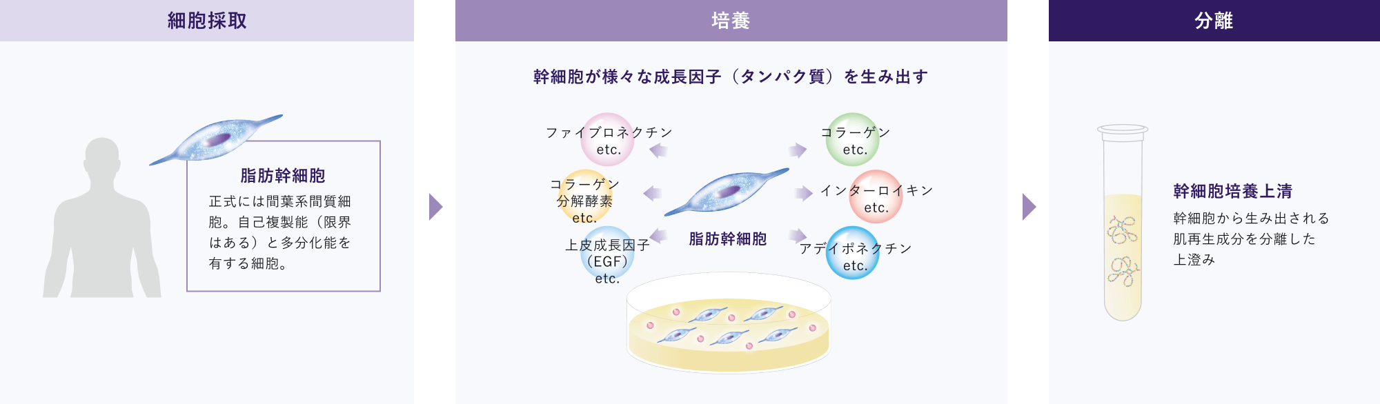 幹細胞培養上清ができるまでの3ステップ。脂肪幹細胞を細胞採取し、培養によりファイブロネクチン・コラーゲン・インターロイキン・上皮成長因子（EGF）・アディポネクチンなどの成長因子を生み出させ、その上澄みを抽出したものが幹細胞培養上清。