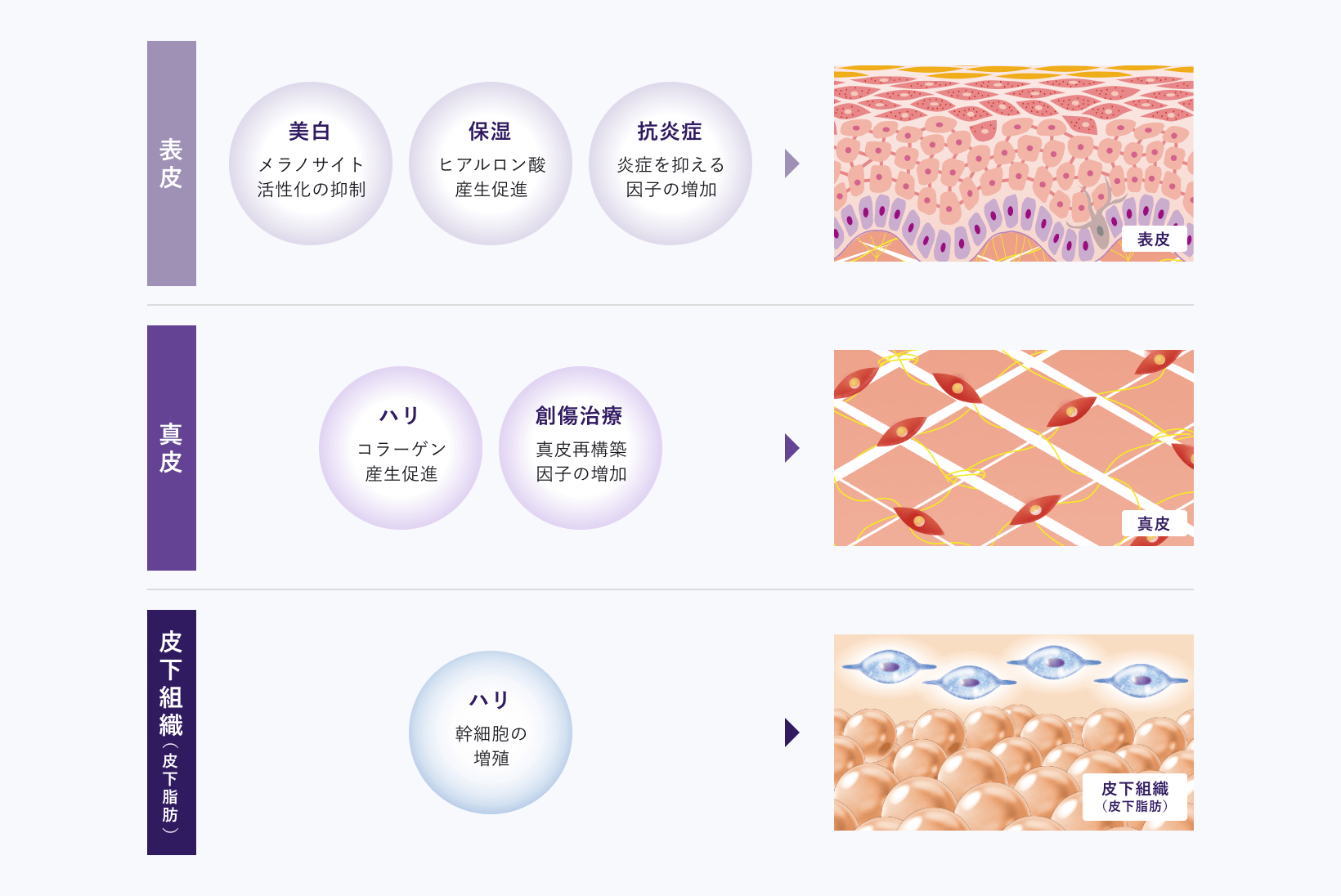 肌の層ごとの効果。表皮では美白（メラノサイト活性化の抑制）・保湿（ヒアルロン酸産生促進）・抗炎症（炎症を抑える因子の増加）、真皮ではハリ（コラーゲン産生促進）・創傷治療（真皮再構築因子の増加）、皮下組織ではハリ（幹細胞の増殖）を確認。